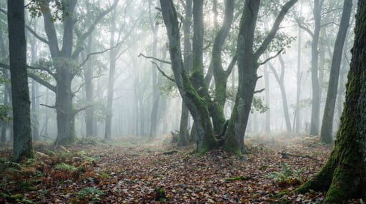 Ethereal Ancient Polish Forest