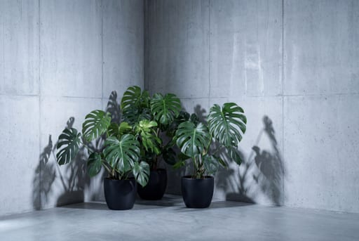 Modern Concrete Tropical Corner
