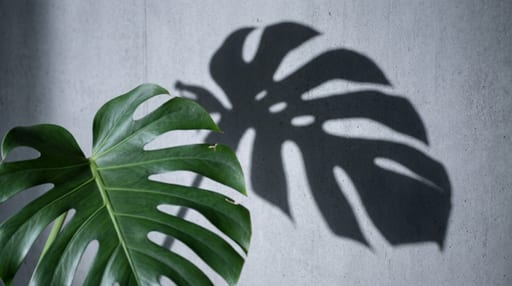 Monstera Leaf Concrete Shadow
